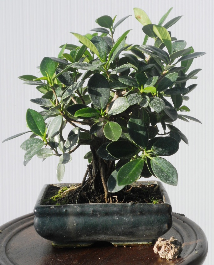 Bonsai da interno